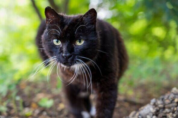 black cat
