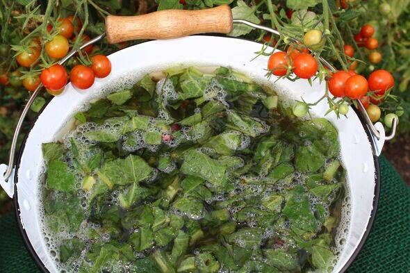 liquid manure from comfrey by tomato plants