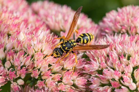 Closeup of European Paper Wasp feeding on nectar from Sedum plant. Concept of insect and wildlife conservation, habitat preservation, and backyard flower garden