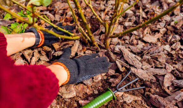 Picture of someone mulching roses