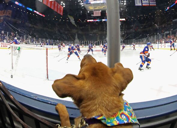 Dog watching ice hockey game live at arena